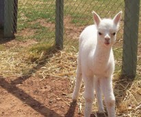 Riverton Alpaca Services