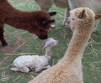 Riverton Alpaca Services