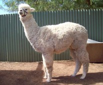 Riverton Alpaca Services