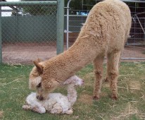 Riverton Alpaca Services