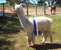 Riverton Alpaca Services