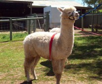 Riverton Alpaca Services